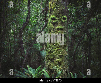 Face growing in moss on tree in lush forest Stock Photo