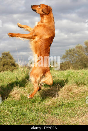 mixed breed dog (Canis lupus f. familiaris), three years old Collie Podenco Mix jumping, Germany Stock Photo