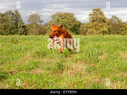 mixed breed dog (Canis lupus f. familiaris), three years old Collie Podenco Mix running in a meadow, Germany Stock Photo