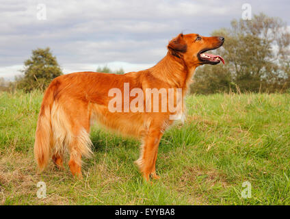 mixed breed dog (Canis lupus f. familiaris), three years old Collie Podenco mixed breed dog standing in a meadow and panting, Germany Stock Photo