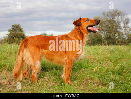 mixed breed dog (Canis lupus f. familiaris), three years old Collie Podenco mixed breed dog standing in a meadow and panting, Germany Stock Photo