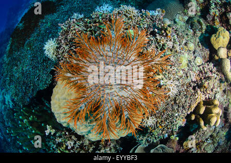 A coral killing Crown of Thorns starfish, Acanthaster planci, attacks ...