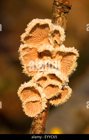 common porecrust (Schizophyllum commune), fruiting body at a branch, Germany Stock Photo