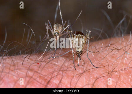 mosquito (Aedes spec.), blood-sucking females on human arm, Germany Stock Photo