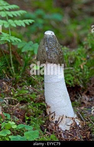 common stinkhorn, common stink-horn (Phallus impudicus), fruiting body on forest ground, Germany Stock Photo