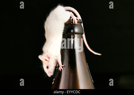 house mouse (Mus musculus), white mouse clambering about a bottleneck