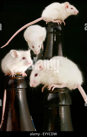 house mouse (Mus musculus), four white mice clambering about bottlenecks