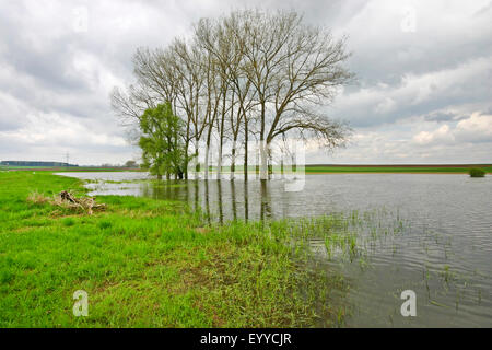inundation area, Germany Stock Photo