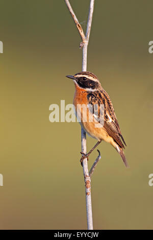 whinchat (Saxicola rubetra), male sitting at a stalk, Greece, Lesbos Stock Photo