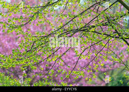 basswood, linden, lime tree (Tilia spec.), shooots of a basswood in front of blurred pink background, Germany, North Rhine-Westphalia Stock Photo