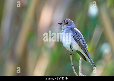 spotted flycatcher (Muscicapa striata), sits on a branch, Greece, Lesbos Stock Photo