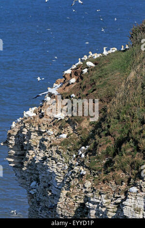 Northern Gannets on the cliffs at Bempton RSPB Reserve Stock Photo
