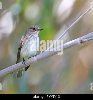 spotted flycatcher (Muscicapa striata), sits on a branch, Greece, Lesbos Stock Photo