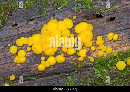Lemon disco, Yellow fairy cup (Bisporella citrina, Calycella citrina), fruiting bodies on deadwood, Germany Stock Photo