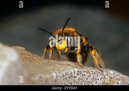 wool carder bee (Anthidium manicatum), male sitting on a stone, Germany Stock Photo