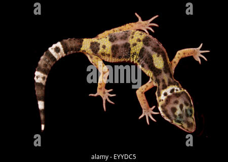 Leopard gecko (Eublepharis macularius), on black background Stock Photo