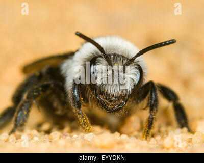 mining bee (Andrena cineraria), female on sandy ground, Germany Stock Photo