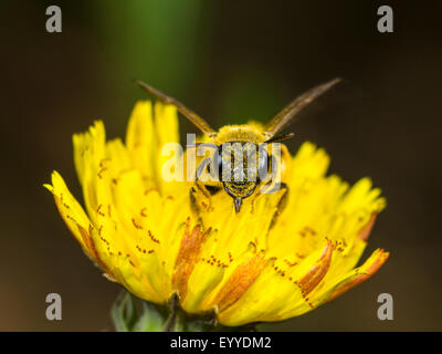 burrowing bee (Andrena polita), female foraging on haeksbeard (Crepis spec.), Germany Stock Photo