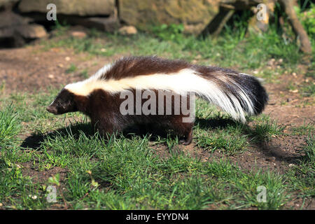 striped skunk (Mephitis mephitis), in a meadow Stock Photo