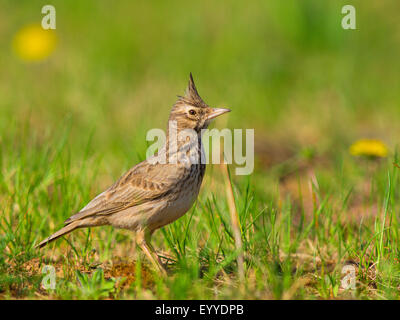 crested lark (Galerida cristata), foraging on a meadow, Germany Stock Photo