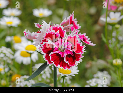 sweet-william (Dianthus barbatus), inflorescence Stock Photo