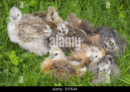 Silkie, Silky Fowl (Gallus gallus f. domestica), silkie chicks resting together in a meadow, Germany, North Rhine-Westphalia Stock Photo