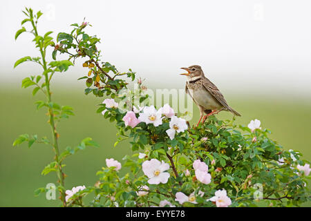 calandra lark (Melanocorypha calandra), singing on a branch in a rosebush, Bulgaria, Kaliakra Stock Photo