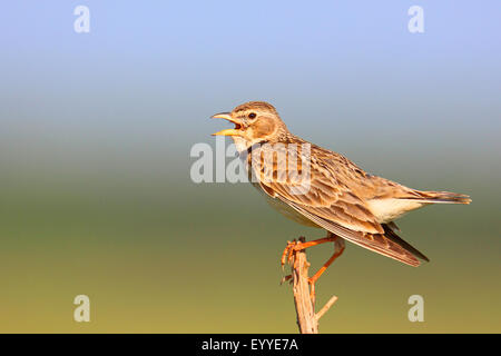 calandra lark (Melanocorypha calandra), singing on a branch, Bulgaria, Kaliakra Stock Photo