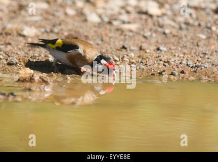 Eurasian goldfinch (Carduelis carduelis), drinking at water place, Germany Stock Photo