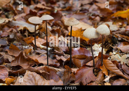 garlic parachute (Marasmius alliaceus, Mycetinis alliaceus), on forest ground, Germany Stock Photo