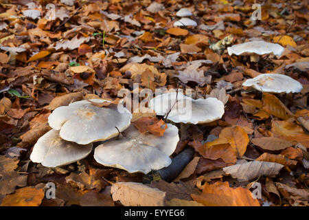 Clouded Funnel, clouded agaric, cloud funnel (Clitocybe nebularis, Lepista nebularis), on forestground, Germany Stock Photo