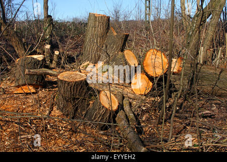 deforestation of single trees after storm loss, Germany Stock Photo