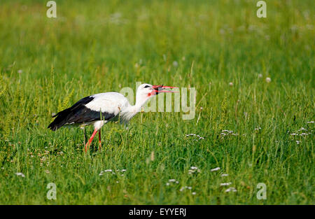 white stork (Ciconia ciconia), on the feed in a meadow with caught mouse in the bill, Germany Stock Photo