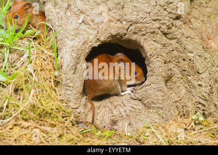 bank vole (Clethrionomys glareolus, Myodes glareolus), two bank voles looking out two mouseholes, Germany, North Rhine-Westphalia Stock Photo