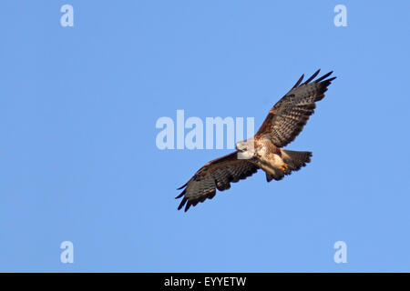 Eurasian buzzard (Buteo buteo), flying, Netherlands, Texel Stock Photo