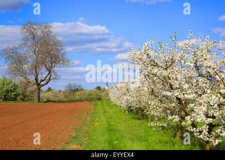 Cherry tree, Sweet cherry (Prunus avium), flowering cherry trees in spring, Germany Stock Photo