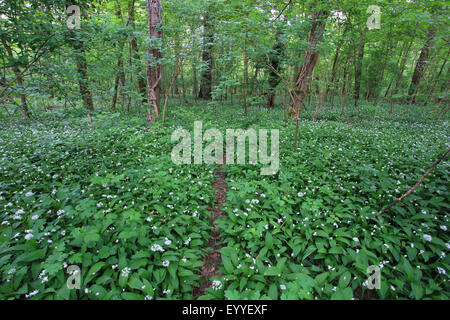 ramsons, buckrams, wild garlic, broad-leaved garlic, wood garlic, bear leek, bear's garlic  (Allium ursinum), floodplain forest with ramsons in spring, Germany Stock Photo