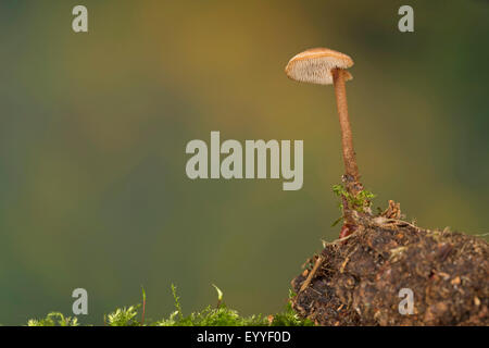 earpick fungus (Auriscalpium vulgare), growing on a pine cone, Germany Stock Photo