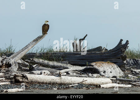 Bald eagle perching on driftwood on beach Stock Photo