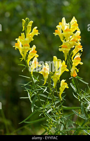 common toadflax, yellow toadflax, ramsted, butter and eggs (Linaria vulgaris), inflorescence, Germany Stock Photo