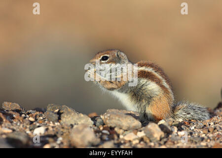 barbary ground squirrel, North African ground squirrel (Atlantoxerus getulus), sits on the ground and is eating, Canary Islands, Fuerteventura