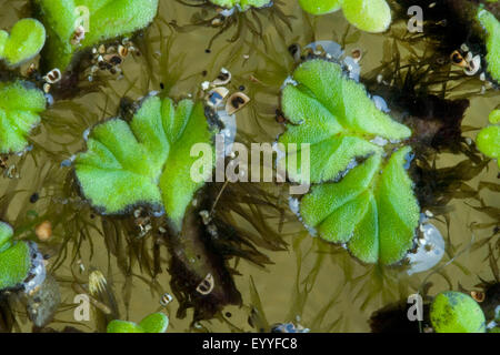 Purple-fringed Riccia (Ricciocarpos natans, Ricciocarpus natans), Germany Stock Photo