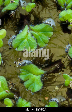 Purple-fringed Riccia (Ricciocarpos natans, Ricciocarpus natans), Germany Stock Photo