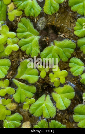 Purple-fringed Riccia (Ricciocarpos natans, Ricciocarpus natans), Germany Stock Photo