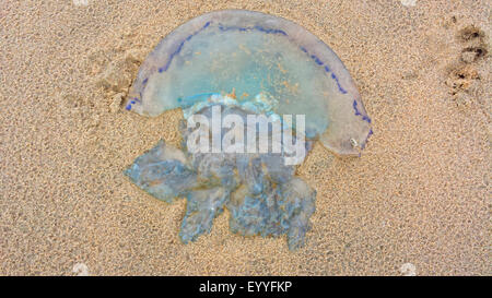 blue lion's mane, cornflower jellyfish (Cyanea lamarckii), lying on the North Sea beach, Netherlands