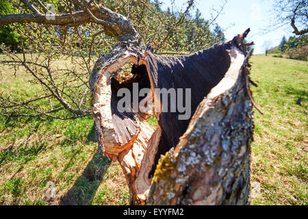 apple tree (Malus domestica), broken Appletree, Germany, Bavaria, Oberpfalz Stock Photo