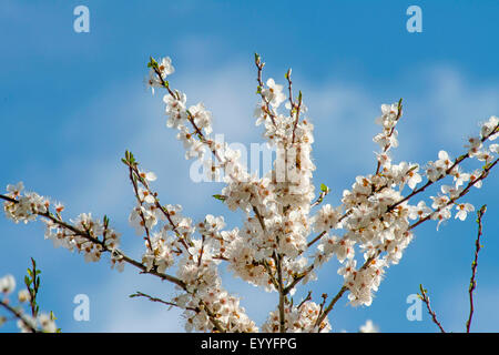 Cherry tree, Sweet cherry (Prunus avium), blooming cherry branches in front of blue sky, Germany, North Rhine-Westphalia