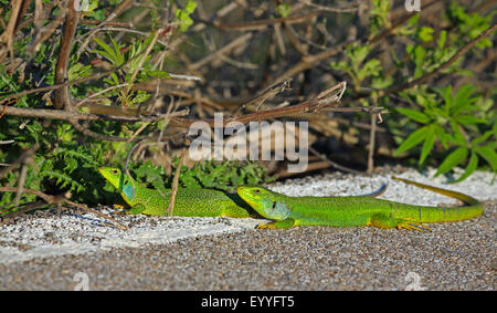 Balkan green lizard, Balkan emerald lizard (Lacerta trilineata), pair lays at the roadside, Greece, Lesbos Stock Photo