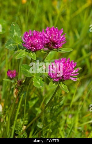 red clover (Trifolium pratense), flowering, Germany Stock Photo