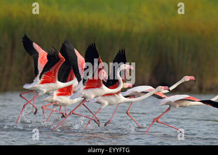 greater flamingo (Phoenicopterus roseus, Phoenicopterus ruber roseus), group flying off, Greece, Lesbos Stock Photo